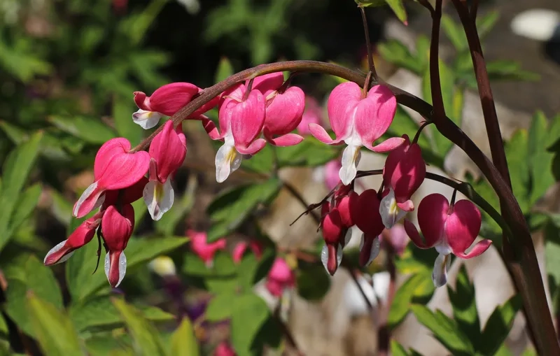 Hoa trái tim rỉ máu độc đáo về hình dáng