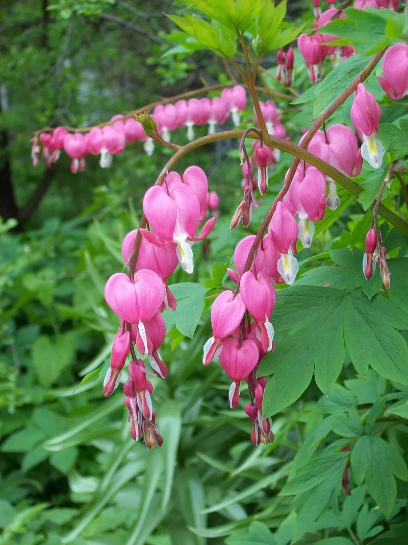 Ý tưởng hình xăm hoa trái tim rỉ máu