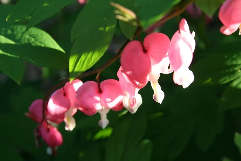 Hoa trái tim rỉ máu trắng đen huyền bí