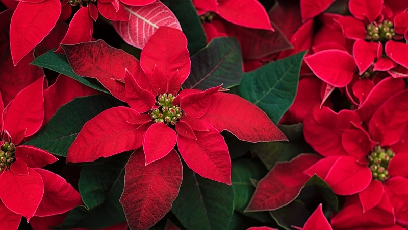 Tạo điểm nhấn với hoa trạng nguyên văn phòng