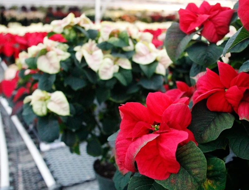 Góc làm việc bừng sáng nhờ hoa trạng nguyên để bàn