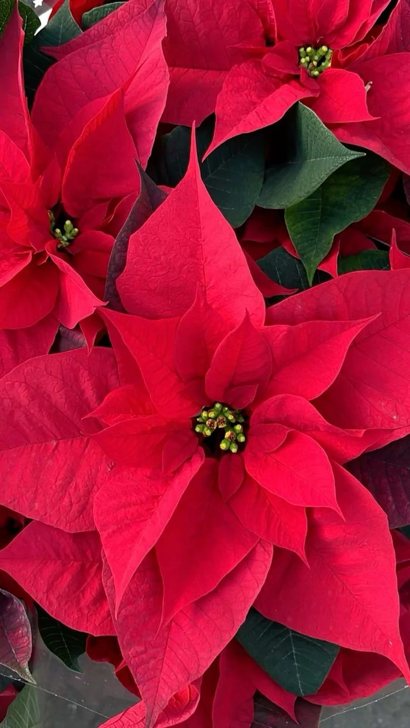 Hút tài lộc nhờ hoa trạng nguyên phong thủy