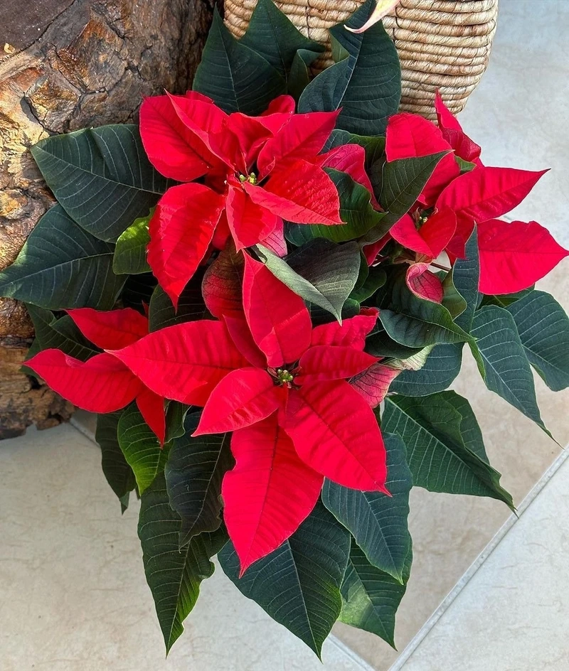 Săn tìm hoa trạng nguyên mini chậu nhỏ độc đáo