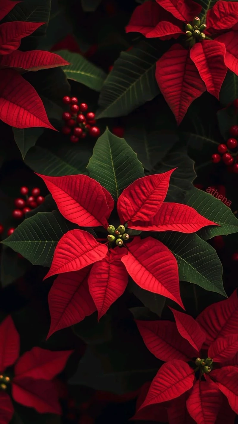 Trưng bày hoa trạng nguyên đỏ cầu may mắn