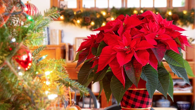 Xu hướng mua hoa trạng nguyên trang trí tết