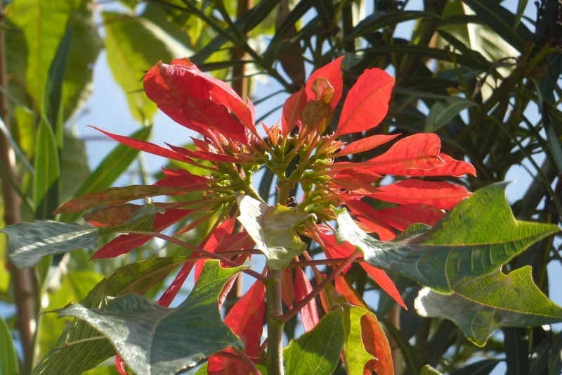 Chọn hoa trạng nguyên để không gian học tập thêm sinh động