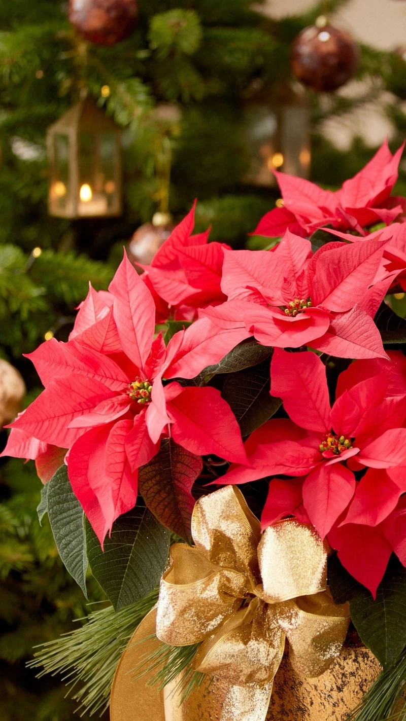 Khám phá sắc đẹp rực rỡ của hoa trạng nguyên hôm nay