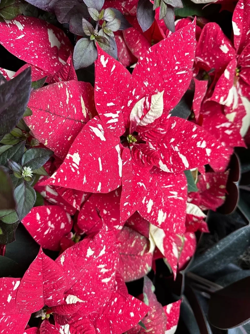 Mang may mắn vào mỗi ngày với hoa trạng nguyên