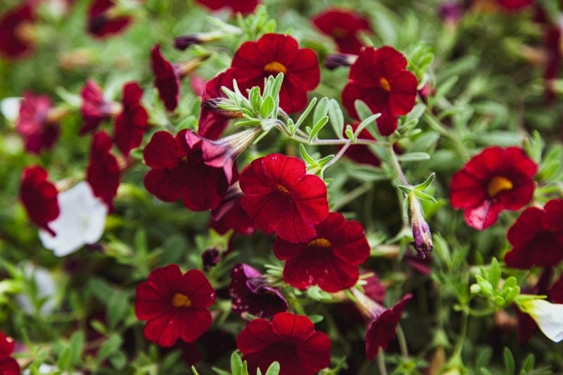 Hoa triệu chuông đẹp tươi mới trong từng khung hình