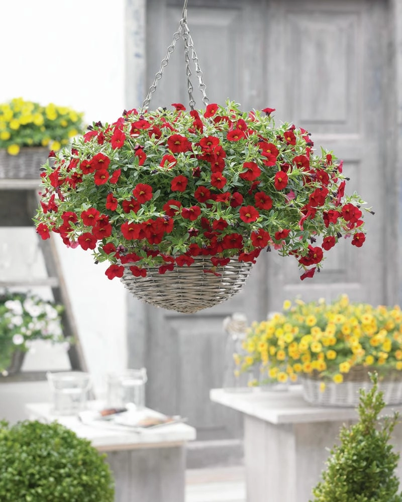 Hoa triệu chuông hình nền làm sáng bừng màn hình