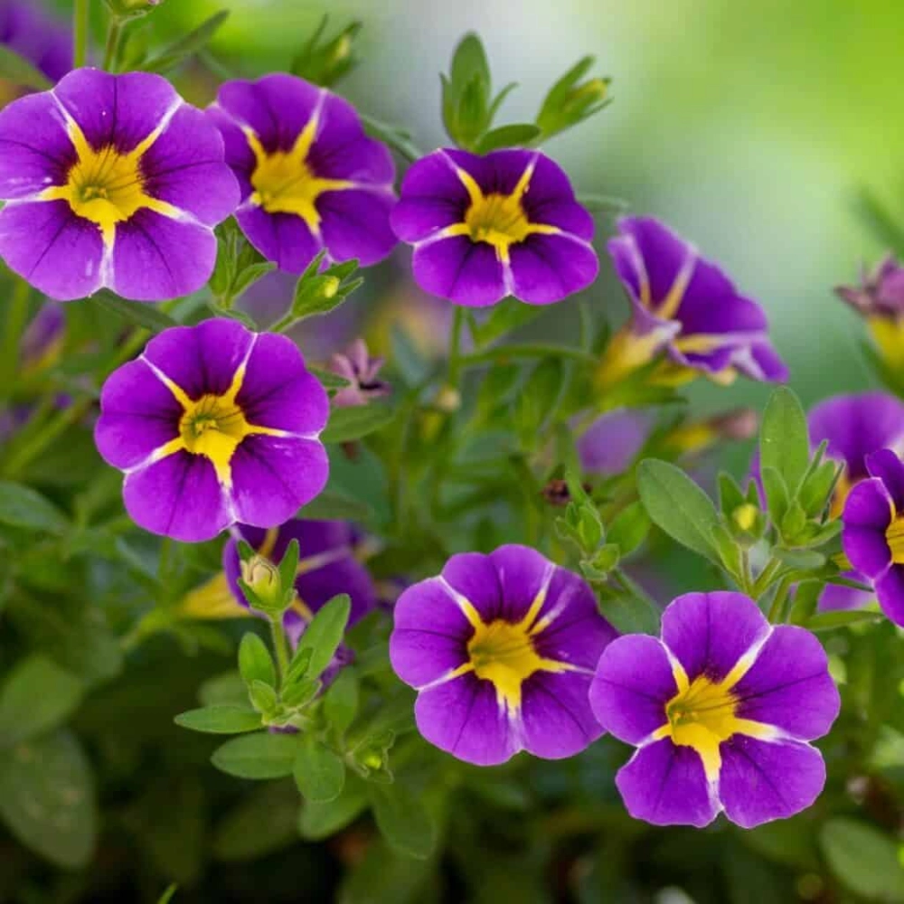 Hoa triệu chuông thẩm mỹ đẹp hài hòa từng gam màu