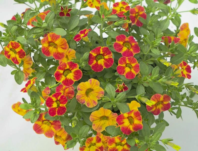 Hoa triệu chuông rực rỡ như khoảnh khắc ban mai