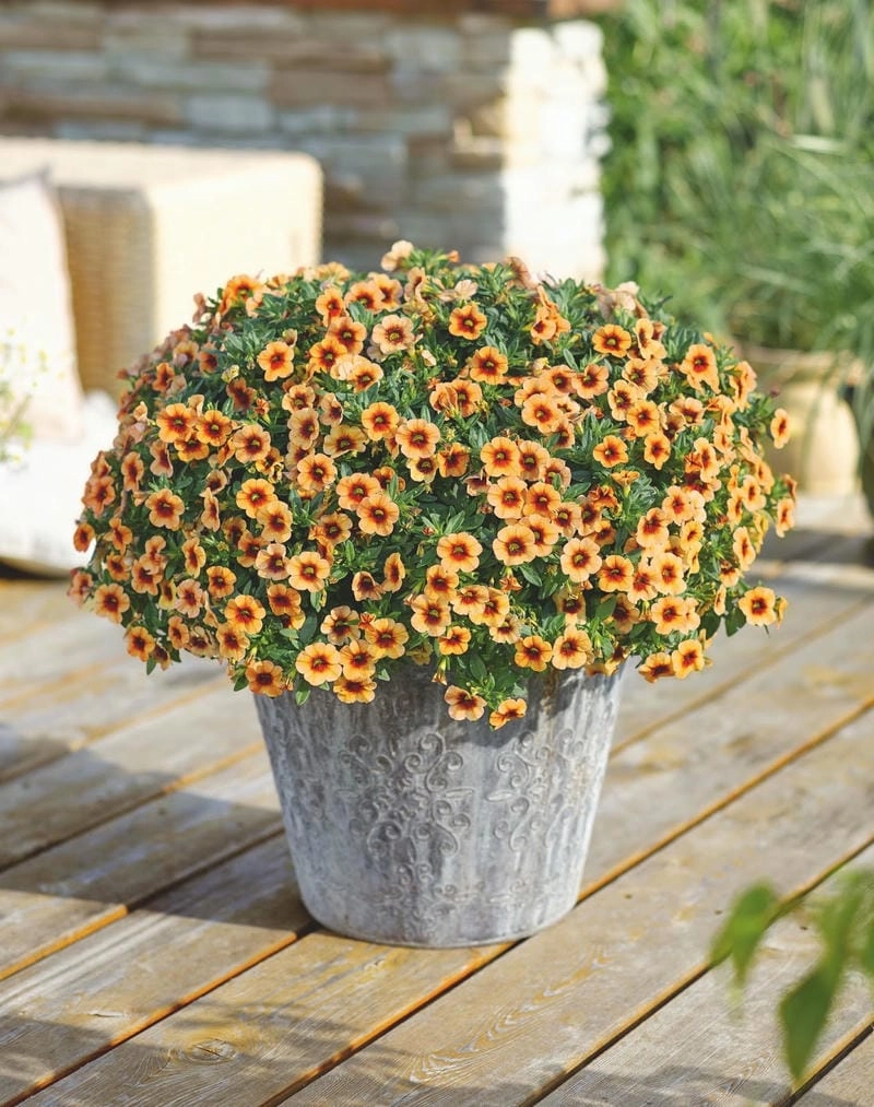 Hoa triệu chuông ảnh đẹp lung linh từng góc nhìn