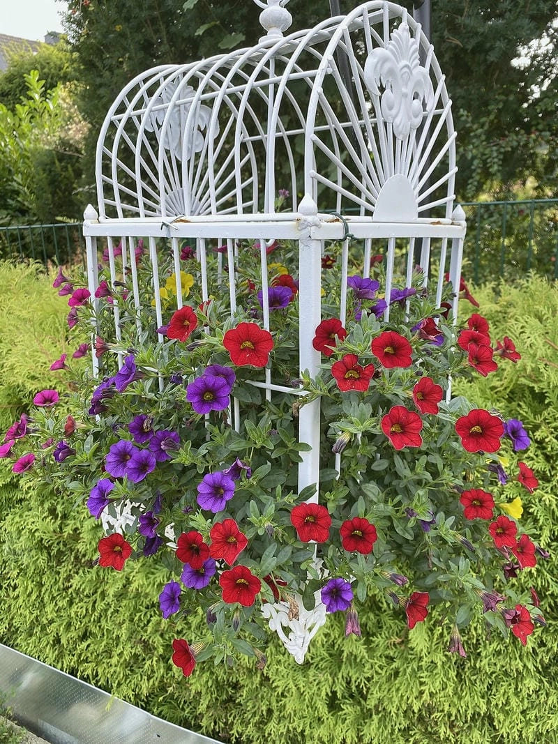 Hoa triệu chuông trang trí làm sáng không gian sống