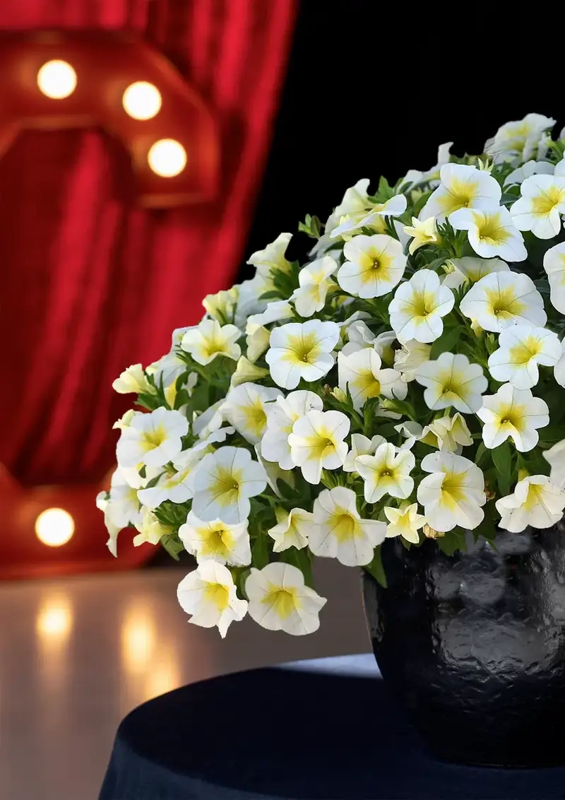 Hoa triệu chuông Full HD sống động và cuốn hút