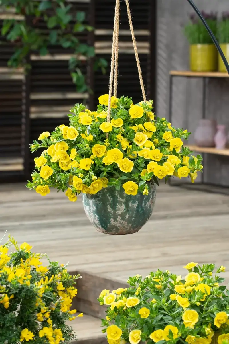 Hoa triệu chuông độc đáo nổi bật giữa muôn hoa