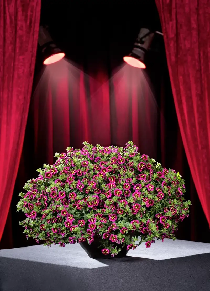 Hoa triệu chuông lãng mạn như giai điệu dịu êm