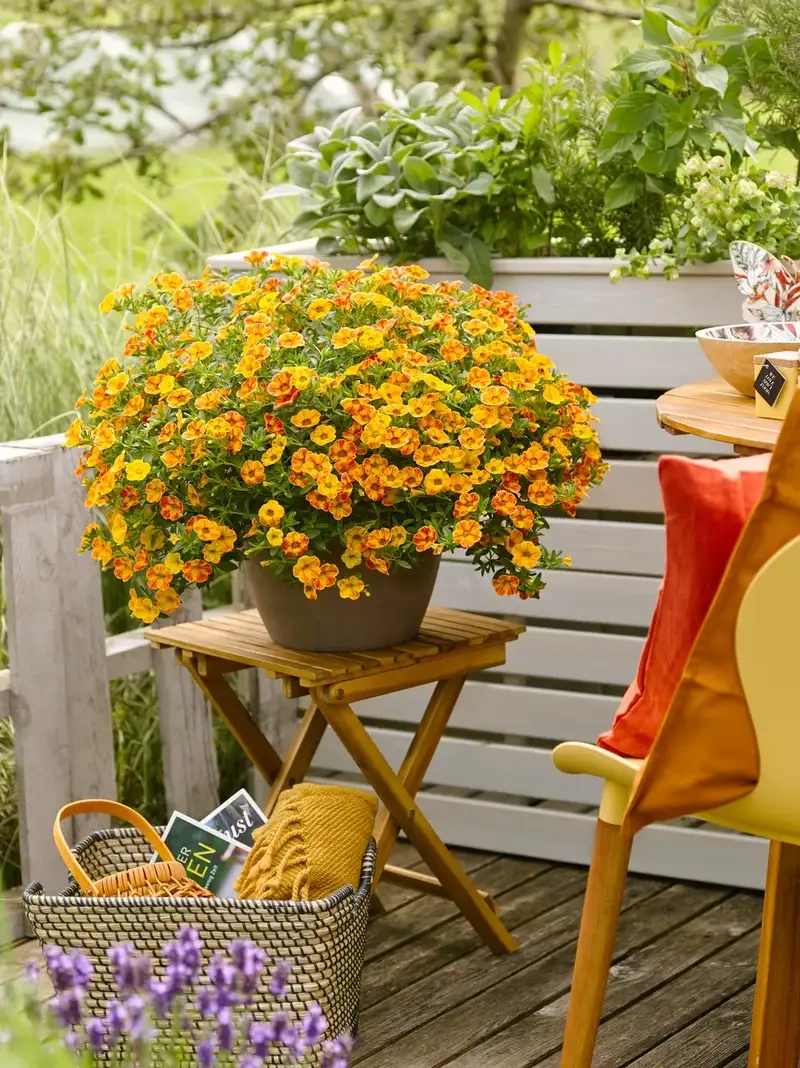 Hoa triệu chuông buồn gợi cảm xúc sâu lắng trong tim