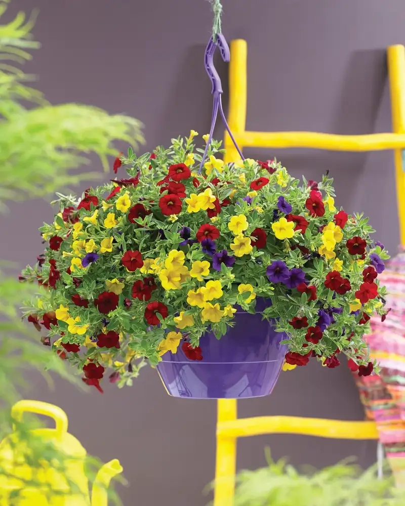 Hoa triệu chuông chất lượng giữ trọn màu sắc tươi