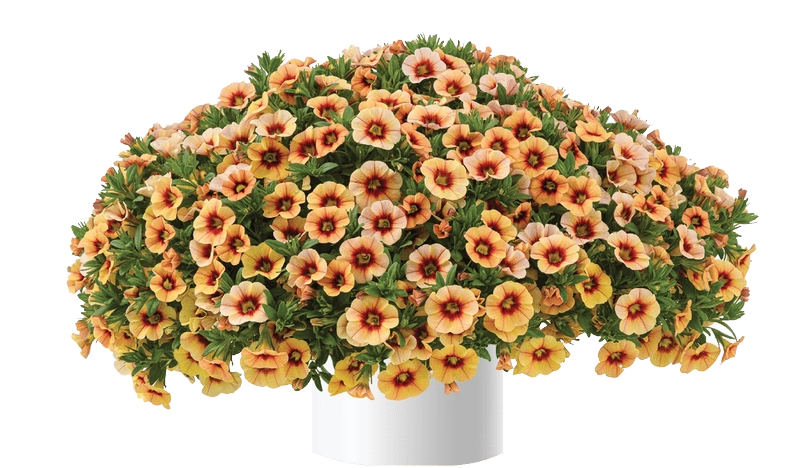 Hoa triệu chuông khoe sắc dịu dàng đầy sức sống