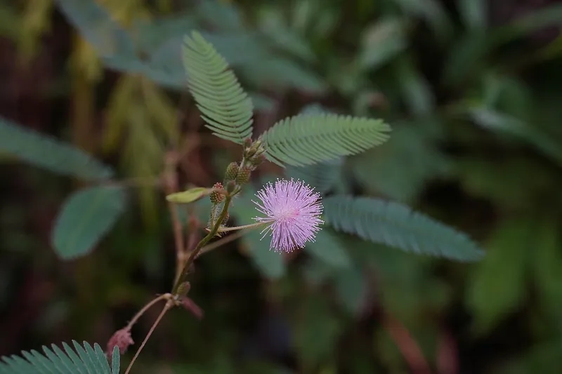 Đừng bỏ lỡ kho hoa trinh nữ đẹp này nha