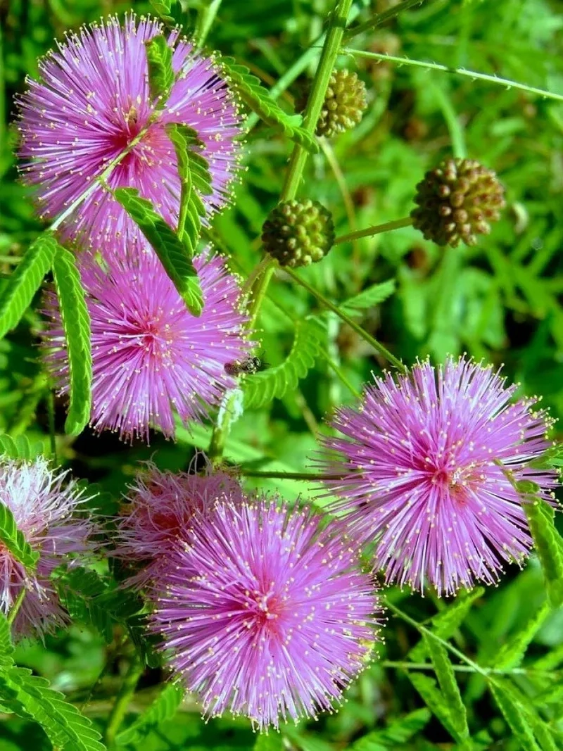 Vẻ đẹp hoa trinh nữ trắng đen huyền bí