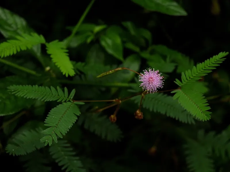 Tải ảnh hoa trinh nữ miễn phí về máy