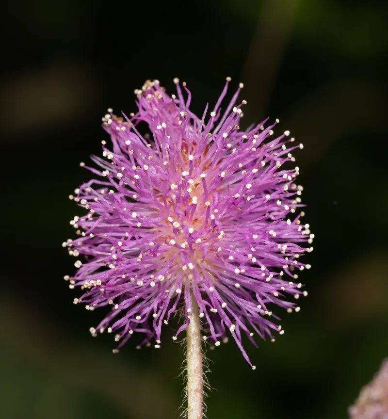 Khám phá bộ sưu tập hoa trinh nữ đầy đủ