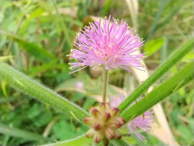 Sắc nét hoa trinh nữ đen trắng tối giản