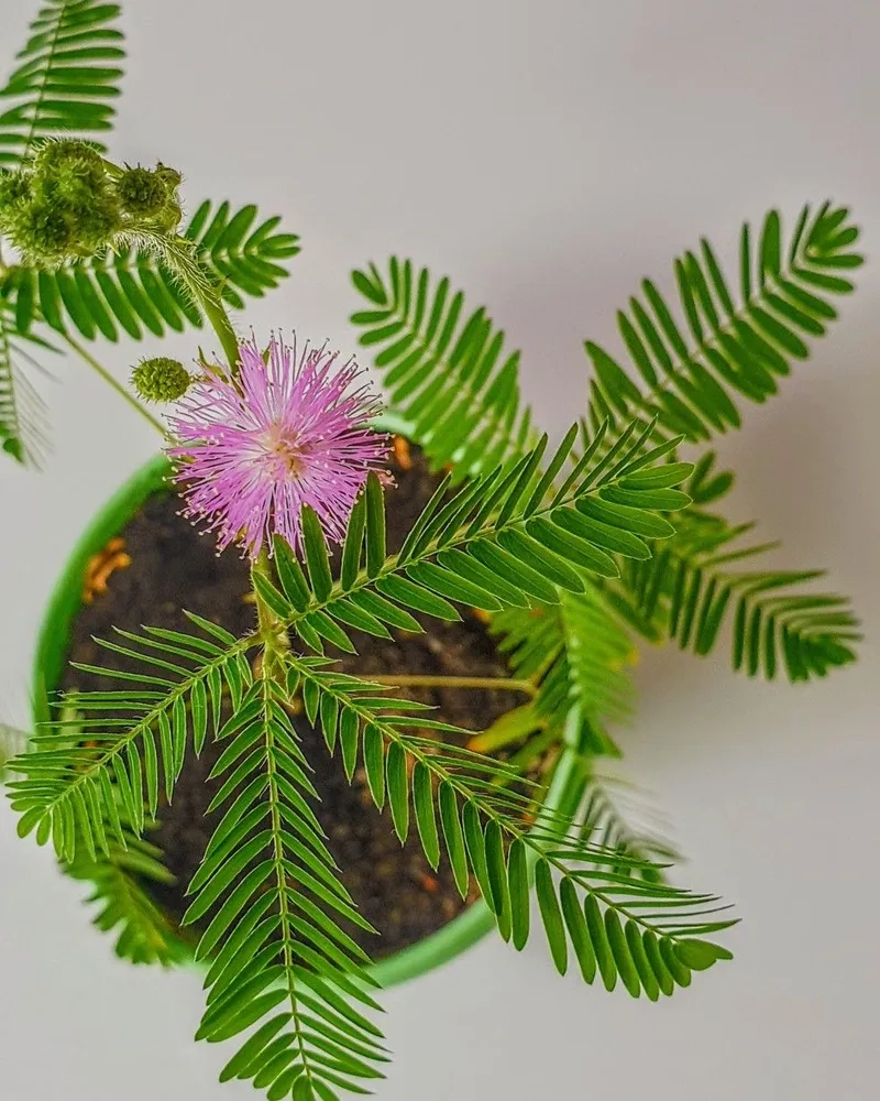 Hoa trinh nữ dễ thương này khiến ai cũng yêu