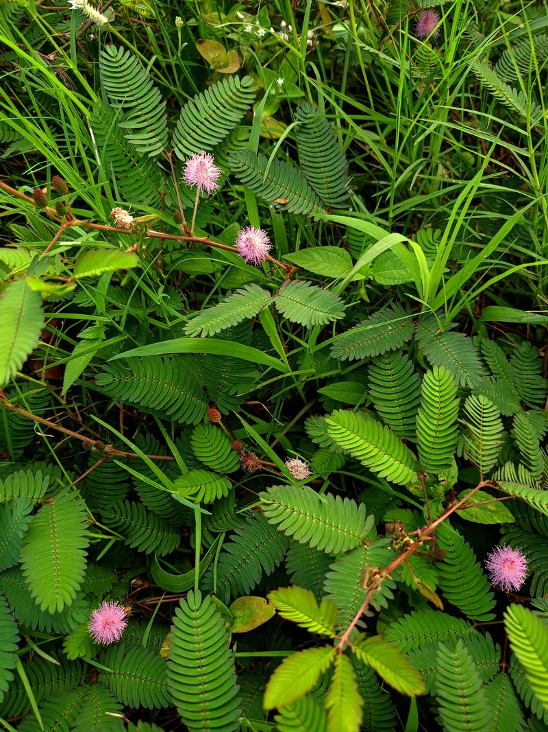 Hoa trinh nữ 4K siêu rõ nét làm nền