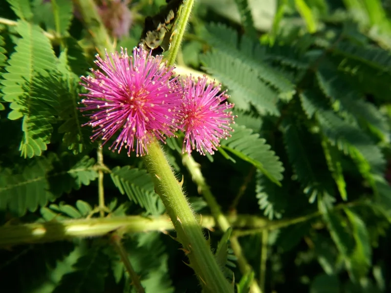 Tải hình nền hoa trinh nữ máy tính mới