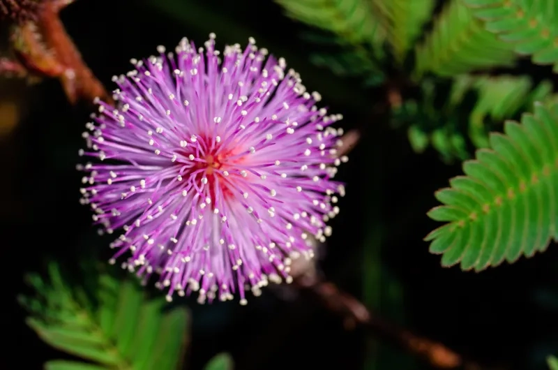 Chiêm ngưỡng hoa trinh nữ đẹp và mong manh