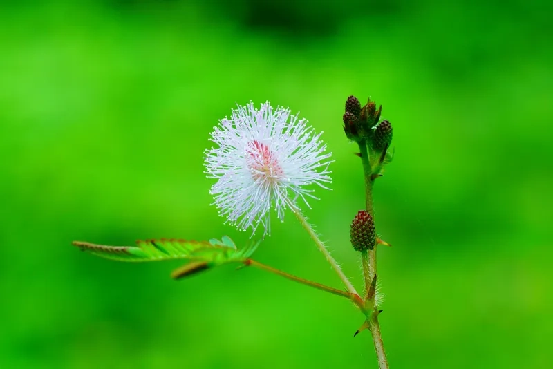 Lựa chọn mẫu hoa trinh nữ yêu thích