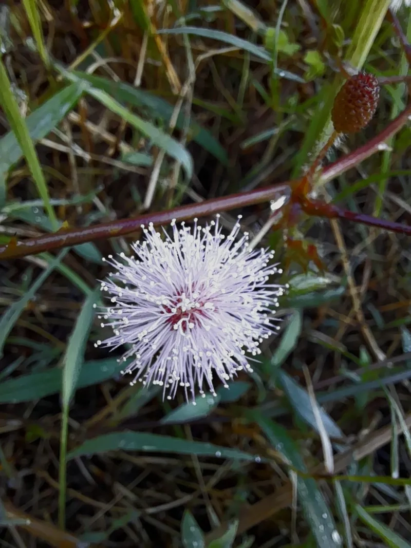 Hoa trinh nữ đơn giản nhưng ấn tượng