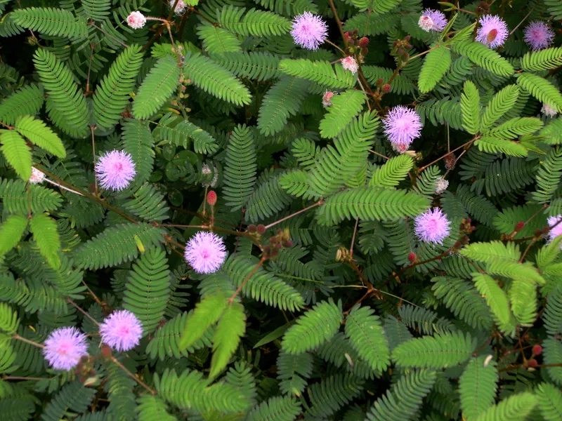 Hoa trinh nữ vẽ tay tinh tế nghệ thuật