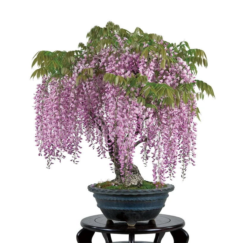 Ngắm sắc tím tuyệt đẹp của hoa tử đằng tím