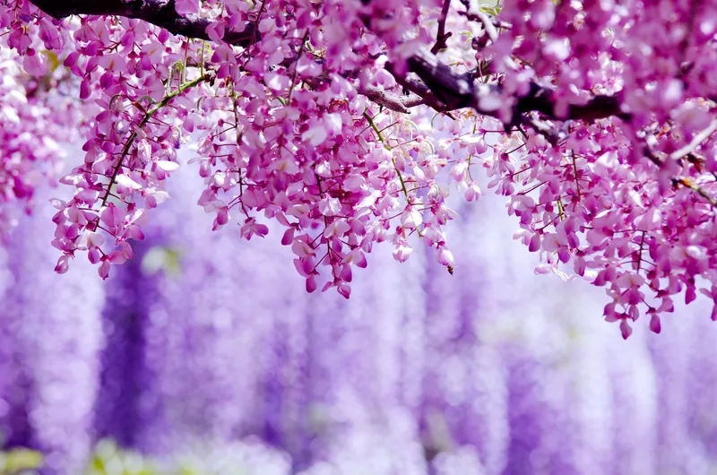 Vẻ đẹp quyến rũ của hoa tử đằng đẹp