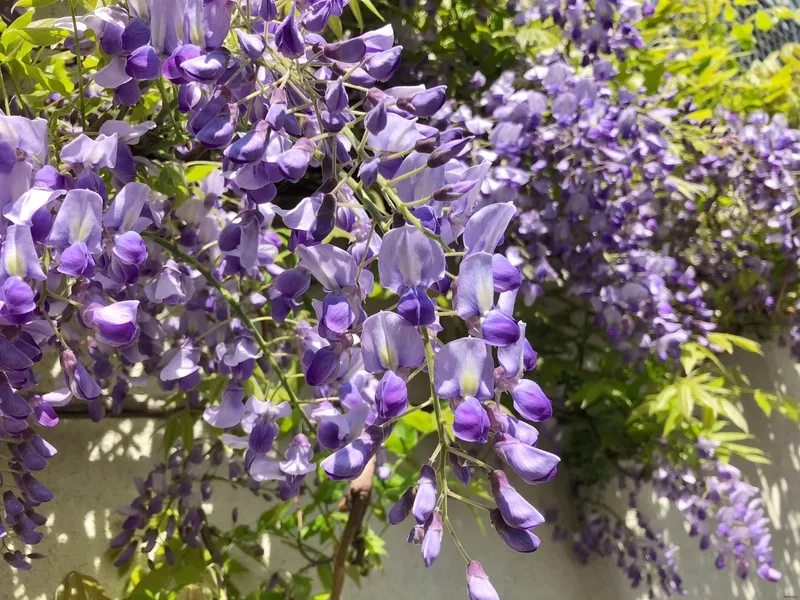 Khám phá ý nghĩa sâu sắc hoa tử đằng ý nghĩa