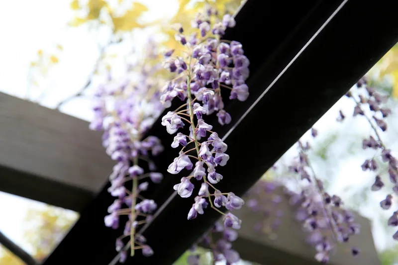 Lộng lẫy và rực rỡ cùng hoa tử đằng đẹp lộng lẫy