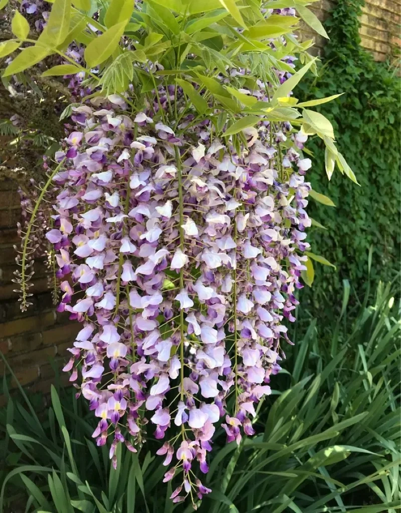 Lãng mạn và tinh tế với hoa tử đằng lãng mạn