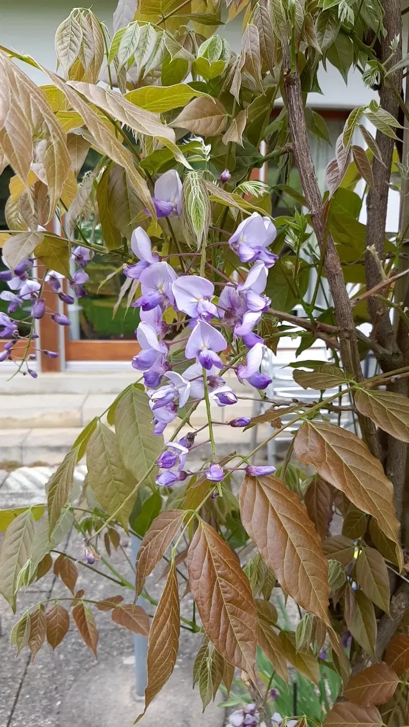 Nghệ thuật trong từng cánh hoa hoa tử đằng nghệ thuật