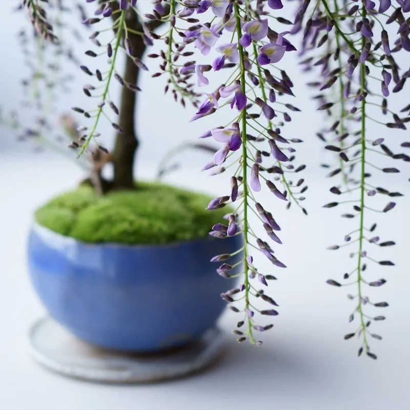 Vẻ đẹp Nhật Bản tuyệt vời của hoa tử đằng Nhật Bản