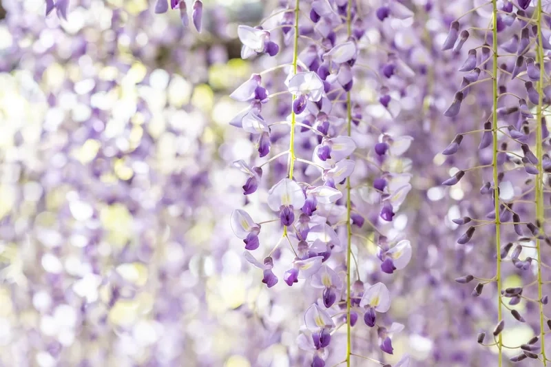 Tự nhiên và thanh thoát với hoa tử đằng tự nhiên