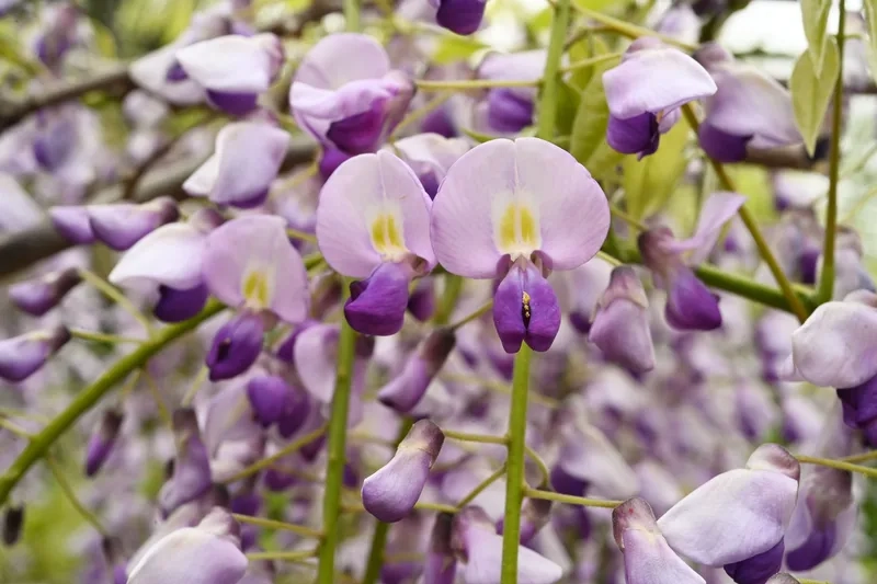 Rực rỡ sắc màu mùa xuân cùng hoa tử đằng rực rỡ