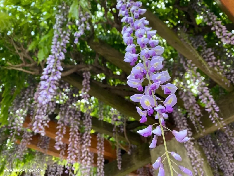 Sang trọng và quý phái cùng hoa tử đằng sang trọng