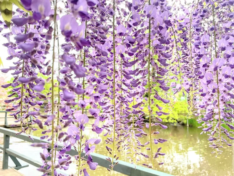 Lựa chọn tuyệt vời từ mẫu hoa tử đằng