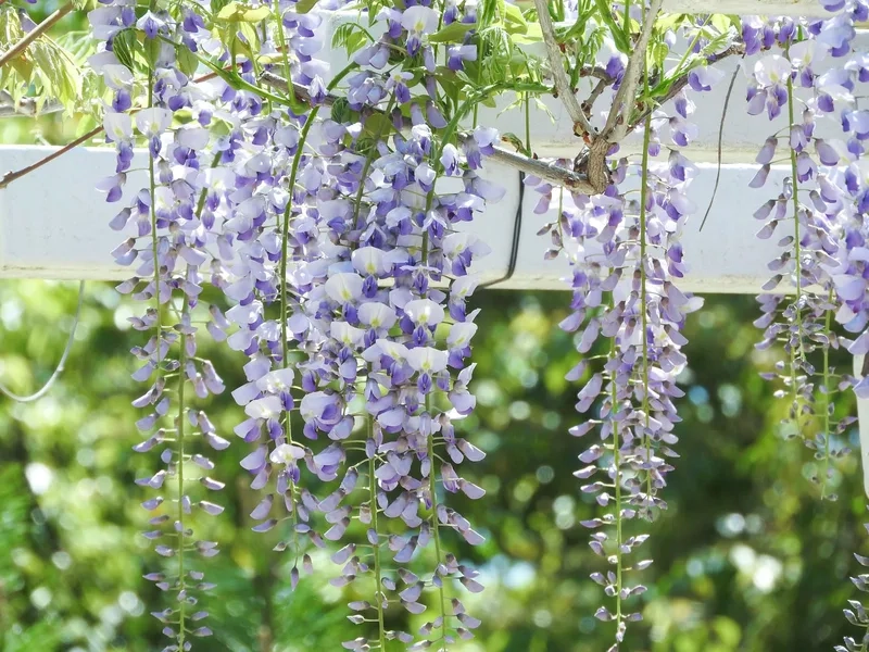 Giữ lâu tươi với hoa tử đằng tươi mỗi ngày