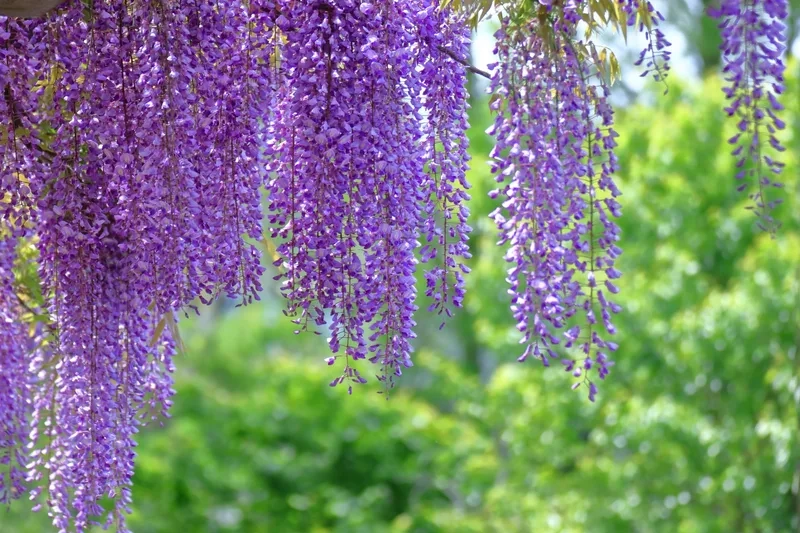 Ngắm hoa tử đằng đẹp nhất để cảm nhận sự tinh khôi