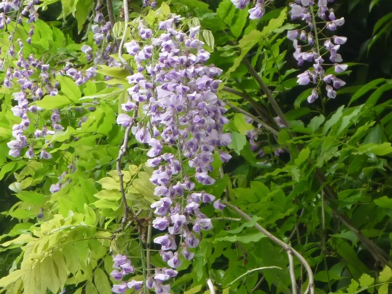 Thanh lịch và tao nhã cùng hoa tử đằng thanh lịch